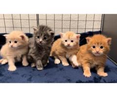 Maine Coon Kittens