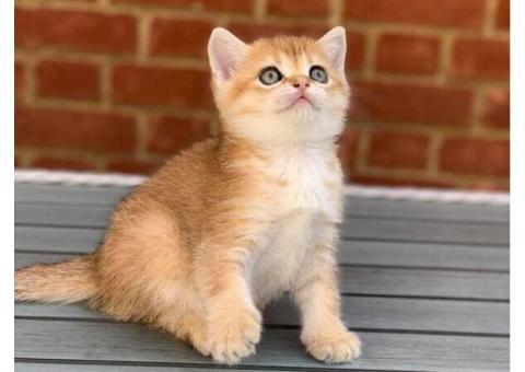 Scottish Fold Kittens