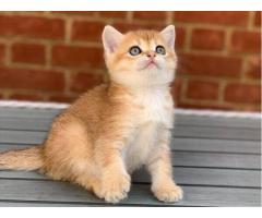 Scottish Fold Kittens