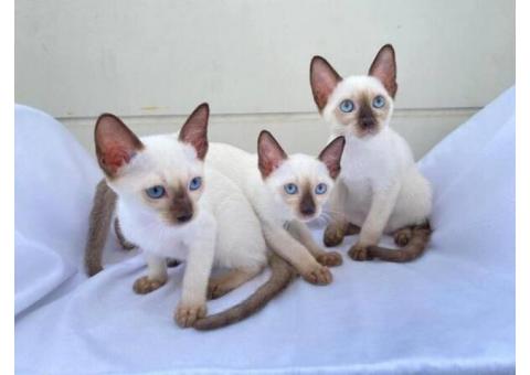 Siamese Kittens