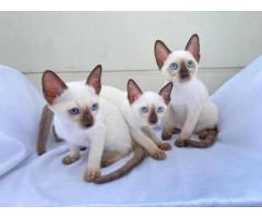 Siamese Kittens