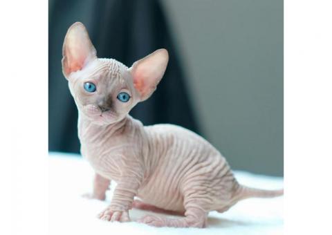 Sphynx Kittens
