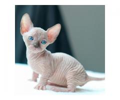 Sphynx Kittens