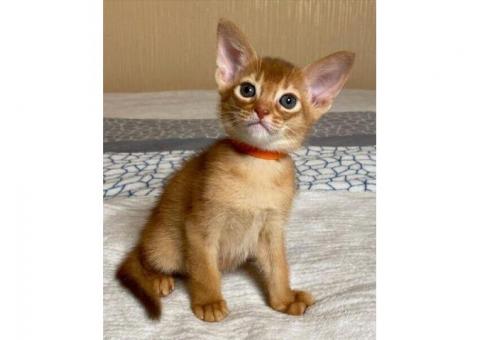 Abyssinian Kittens