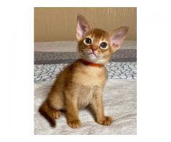 Abyssinian Kittens