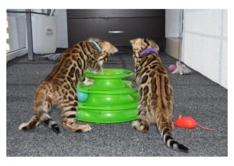 Bengal Kittens