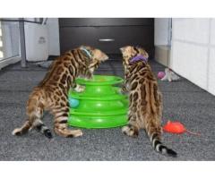 Bengal Kittens