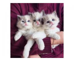 Ragdoll kittens