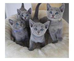 Russian kittens