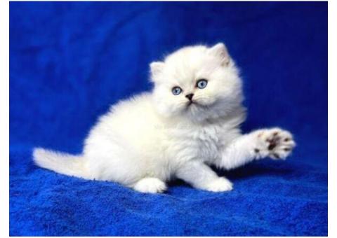 British Long hair Kittens