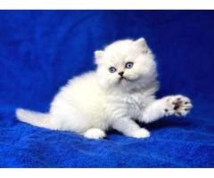 British Long hair Kittens
