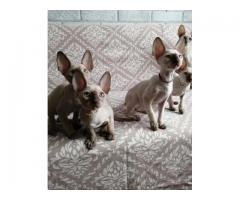 Cornish Rex Kittens
