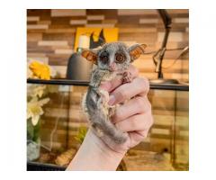 Galagos Bushbaby Pet For Sale