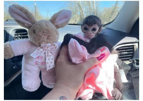 Available Spider Monkeys