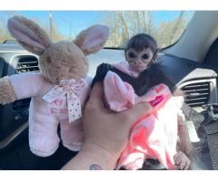 Available Spider Monkeys