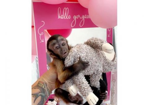 Capuchin Monkeys available for rehoming
