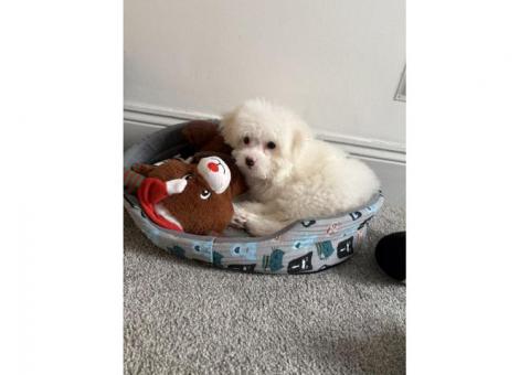 Bichon Puppies – 3 Girls & 2 Boys