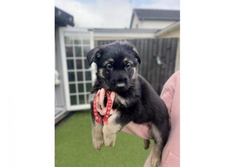 German shepherd puppies