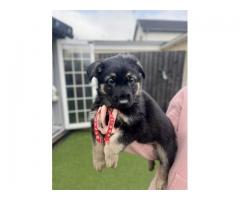 German shepherd puppies