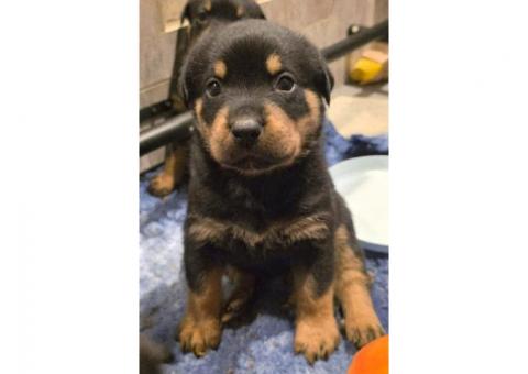 Gorgeous Rottweiler puppies
