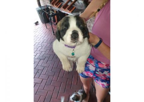 STUNNING ST BERNARD PUPPY