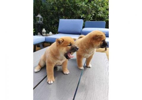 Japanese Shiba Inu