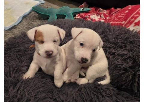 Jack Russell Available