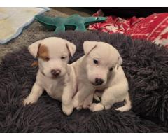 Jack Russell Available