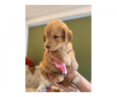 Red F1BB Labradoodle Puppies