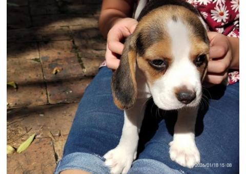 Beagle Puppies Ready now