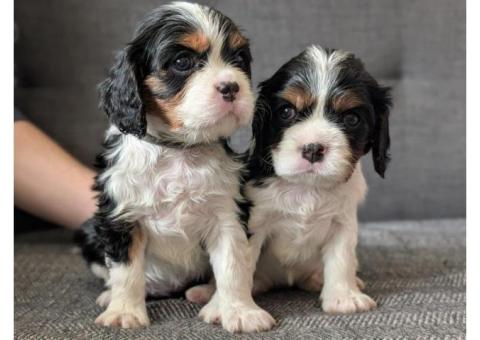 Cute Cavalier King Charles Puppies