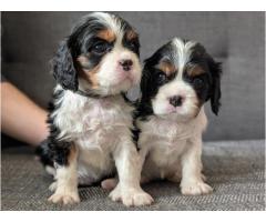 Cute Cavalier King Charles Puppies