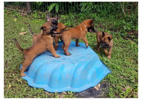 Belgian Malinois Puppies 6