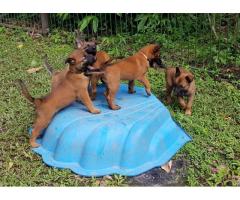 Belgian Malinois Puppies 6