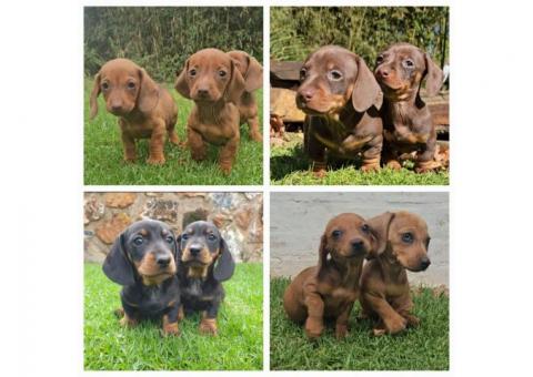 Dachshund Champion bloodlines