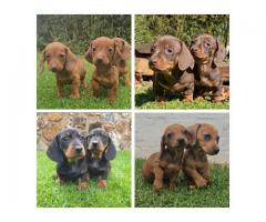 Dachshund Champion bloodlines
