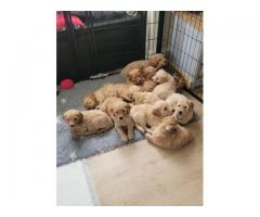 Goldendoodle - ONLY THIS