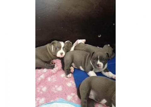 Pocket American Bully – Friendly