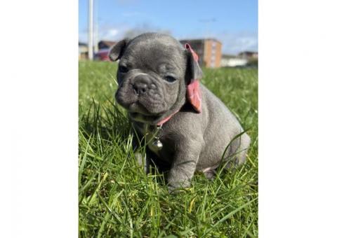 Beautiful French bulldog puppies