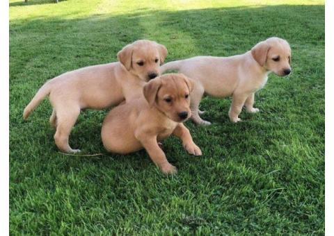 Raised Labrador Puppies