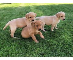 Raised Labrador Puppies