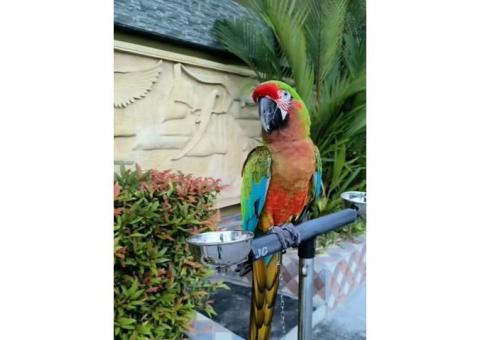 Calico Macaw Parrot
