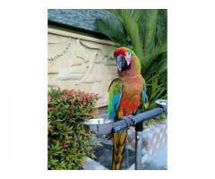 Calico Macaw Parrot