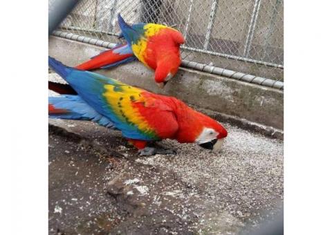 Scarlet Macaw Parrots- Male & Female