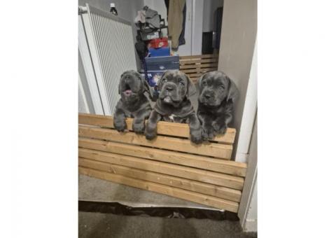 Cane Corso Puppies – 5th Generation