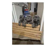 Cane Corso Puppies – 5th Generation