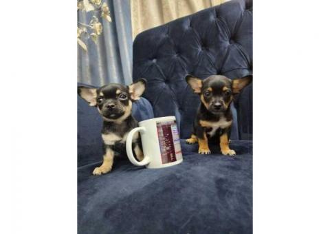 Chihuahua puppies Available