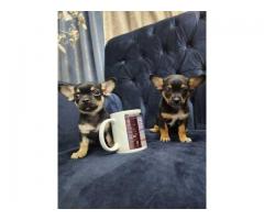 Chihuahua puppies Available