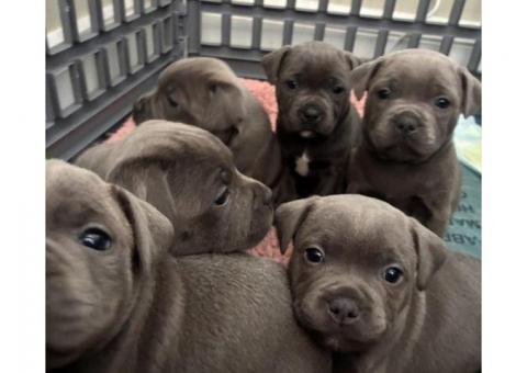 5 available!! KC Staffordshire Bull Terrier