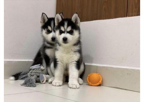 Super cute Siberian husky puppy